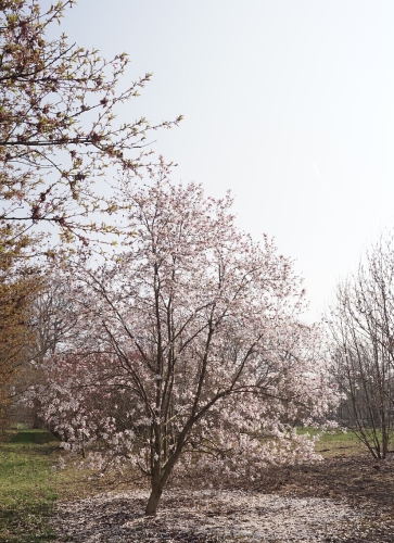 Magnolia loebneri Leonard Messel (5)